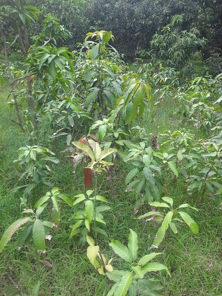 Desi Mango Plants 4