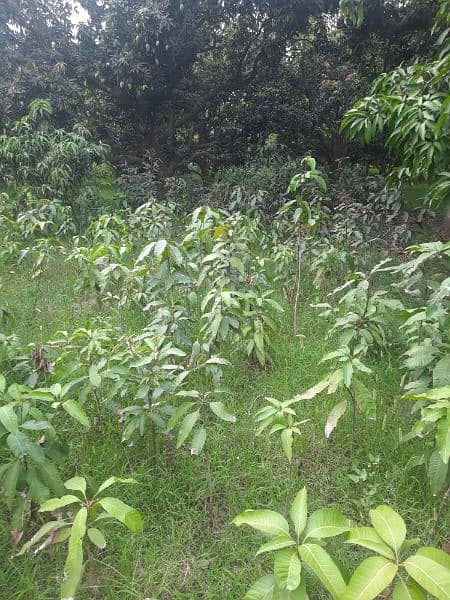 Desi Mango Plants 5