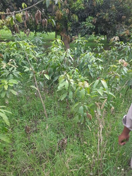 Desi Mango Plants 6