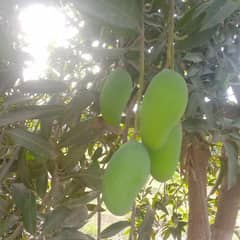 Fresh mango available for sale contact 03068243472