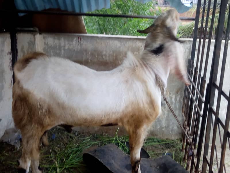 gulabi bakra | Ando bakra | breeder 0