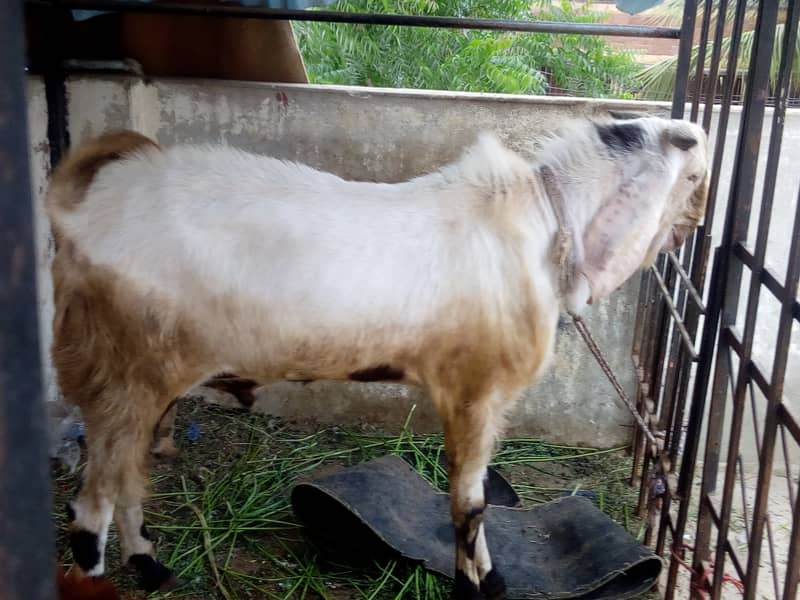 Breeder bakra | gulabi bakra | Ando bakra 1