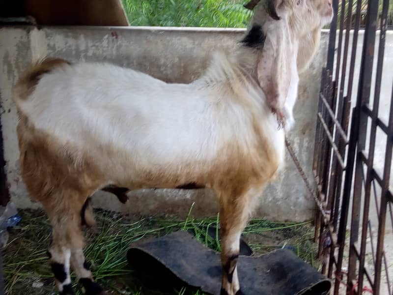 gulabi bakra | Ando bakra | breeder 2