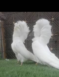 pouter frill back nun Jacobin sherazi naqab posh pigeon dove ghubara