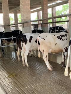 Australian breed fresh cows available 0