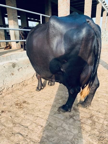 Australian breed fresh cows available 3