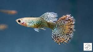 guppy