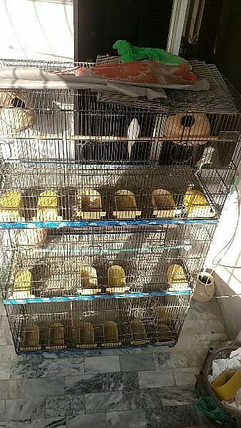 Birds cage 0