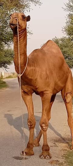 hajj qurbani of camel