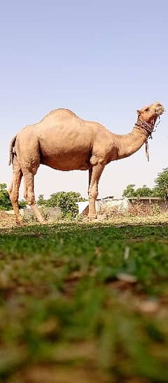 qurbani camels. . .