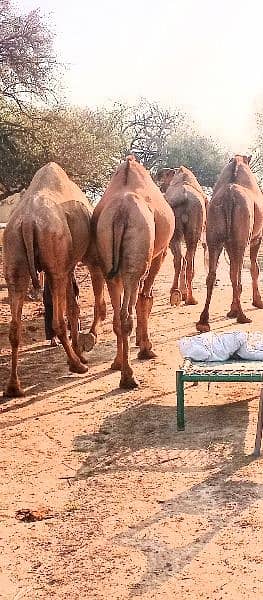 qurbani camels. . . 1