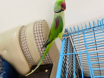 Raw talking parot