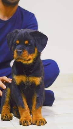 Rottweiler - Dogs for sale in Pakistan 