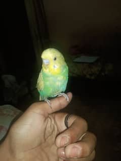 for sale parrot hand tame 6 month age