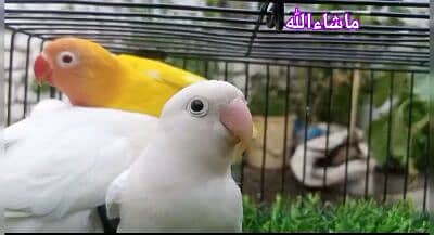 talib jan