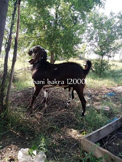 do dant disi bital Bakra qobani kayliy tyar