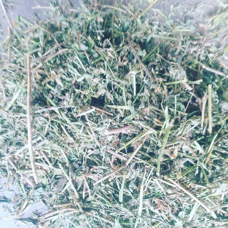 Alfalfa Hay 0