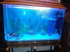 fish aquarium all service provide