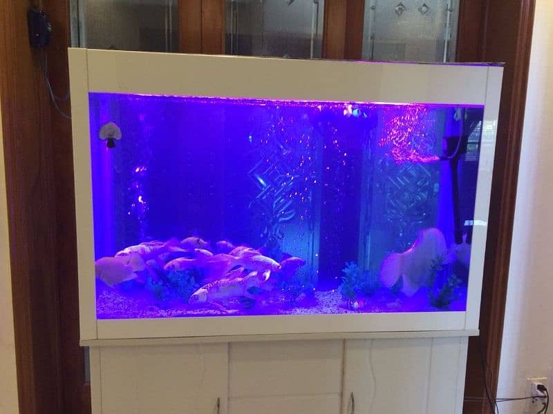 fish aquarium all service provide 1