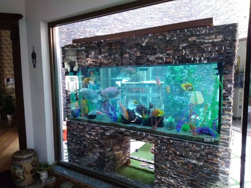 fish aquarium all service provide 4