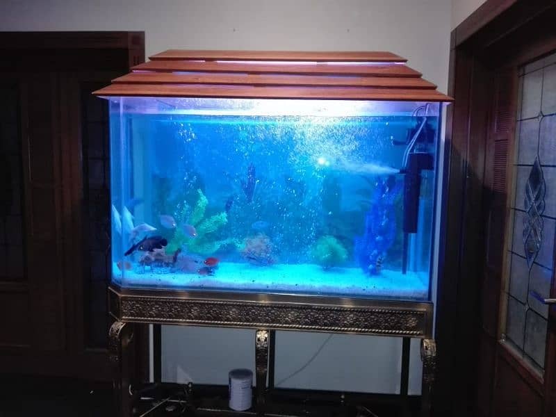 fish aquarium all service provide 5