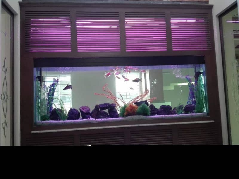 fish aquarium all service provide 6