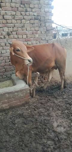 Bail sahiwal nasal ka, qurbani k lye