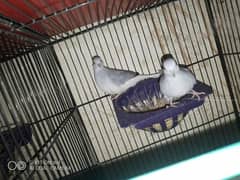 diamond dove breader pair for sale