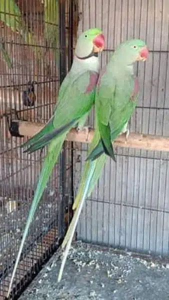 Raw Pair ready to breed — photo 2