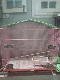 parrot