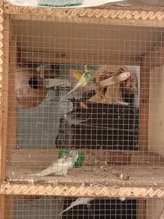 parrot