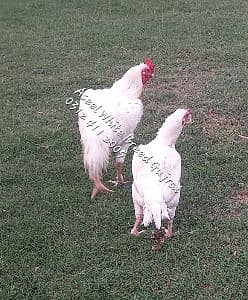 Aseel White Breed Gujrat 