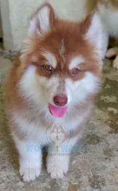 husky puppy female