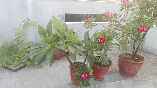 Home Garden pots 1
