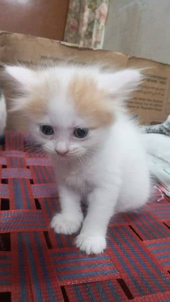 persian kitten 1