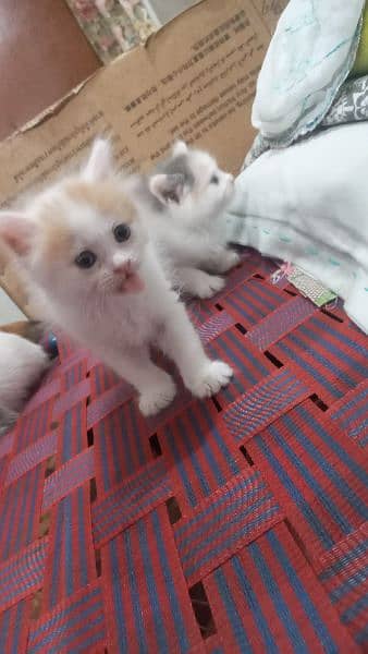 persian kitten 2