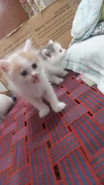 persian kitten — photo 3