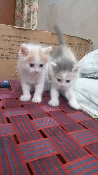persian kitten 3