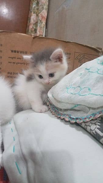 persian kitten 5