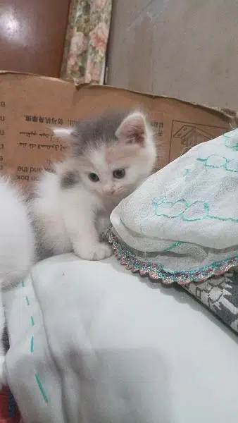 persian kitten — photo 6