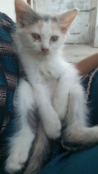 persian kitten 8