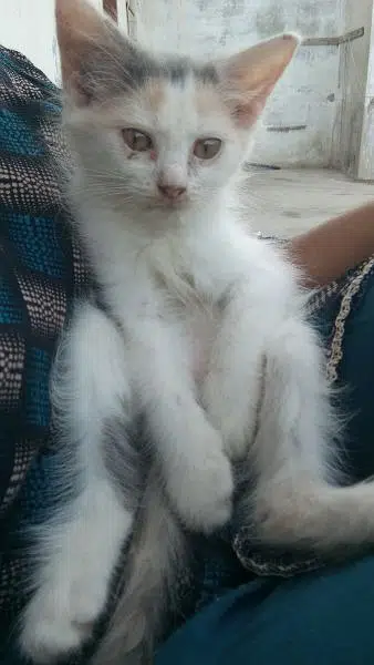 persian kitten — photo 9