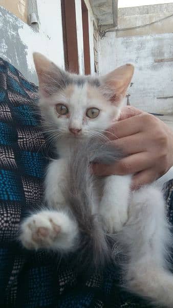persian kitten 9