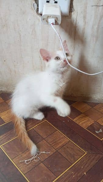 persian kitten 10
