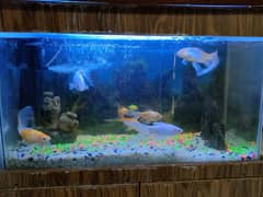 pvc material fish aquarium with fishes, oxygen pump and fish toys