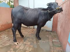 jhoti