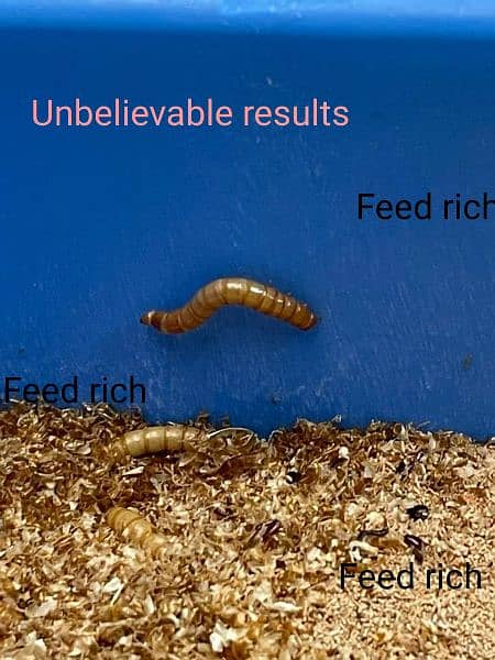 Feed Rich/Darkling beetles Mealworms/ mealworm/ imported live worms 4