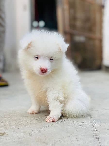 pink nose russian pup. py /puppy/Dog for sale 0