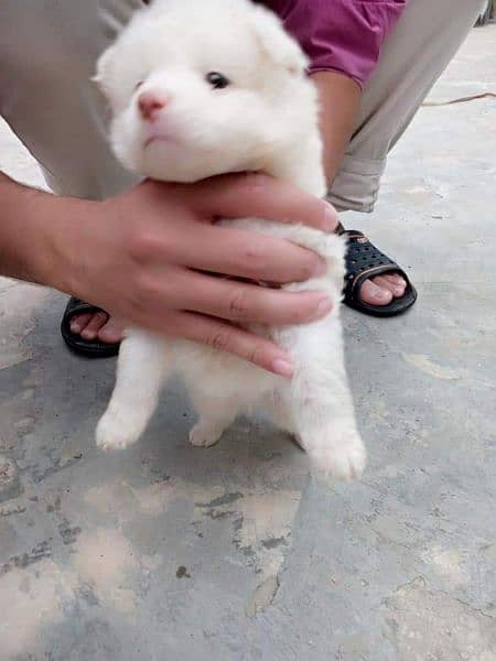 pink nose russian pup. py /puppy/Dog for sale 3