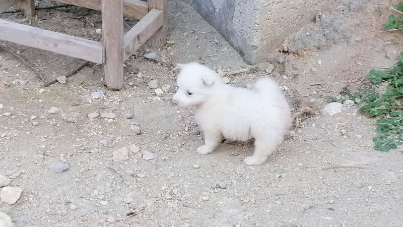 pink nose russian pup. py /puppy/Dog for sale 4